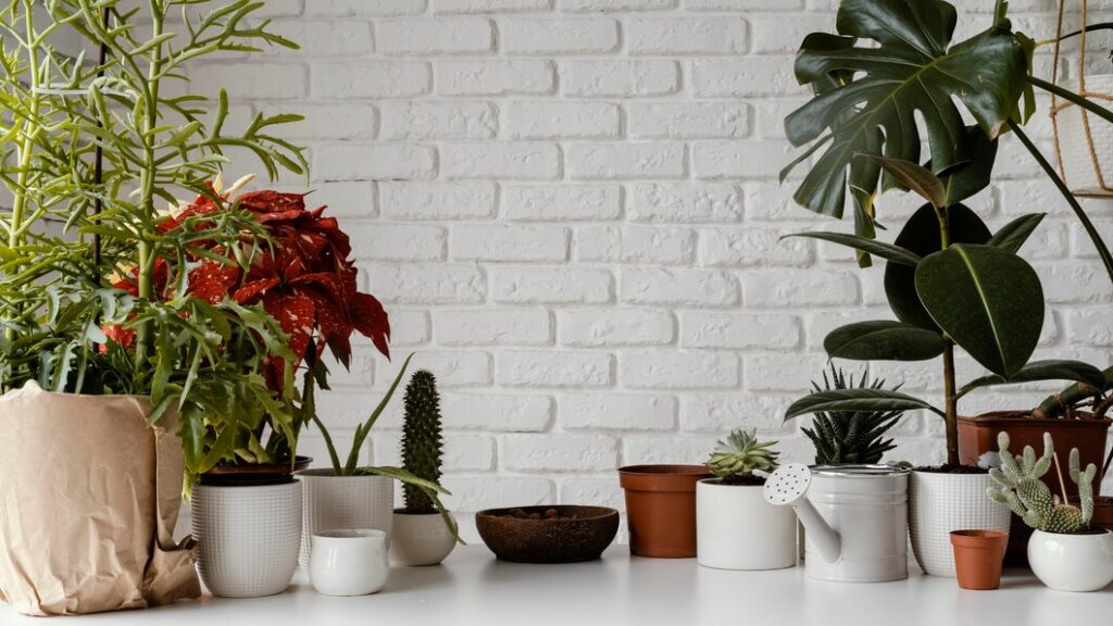 pots for plants