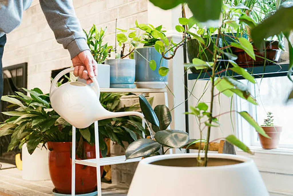 senior-man-watering-potted-plants-indoors